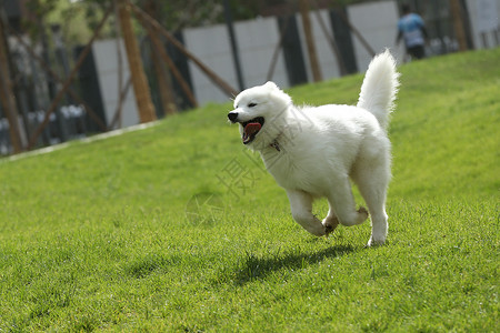 萨摩耶犬萨摩犬宠物狗在草地上奔跑图片