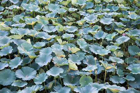 旅游目的地植物繁盛湖北京圆明园图片