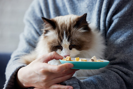 女主人喂猫咪吃冻干特写萌宠高清图片素材