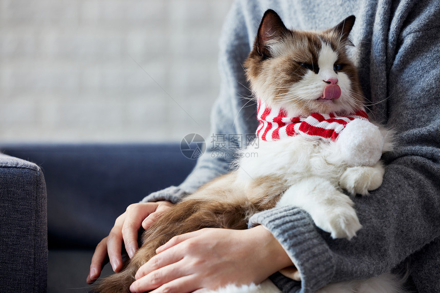 呆萌的长毛布偶猫图片