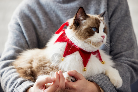 宠物布偶猫形象图片