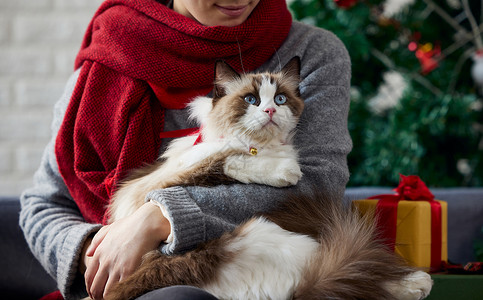 猫咪居家过圣诞背景图片