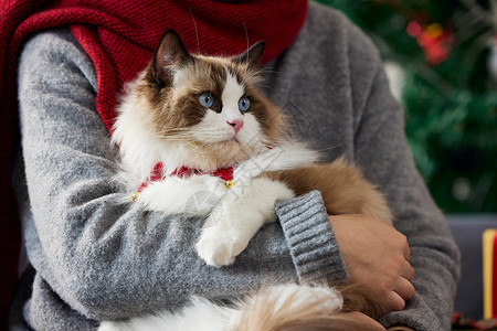 抱着猫咪过圣诞的女主人高清图片