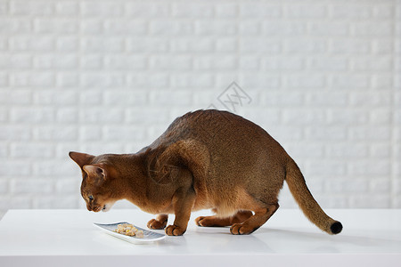 可爱猫咪吃冻干零食背景图片