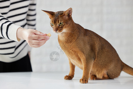 猫咪吃主人喂食的冻干零食猫零食高清图片素材