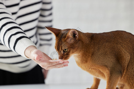 猫咪吃冻干零食情感高清图片素材