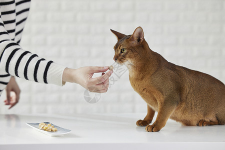 主人给猫咪喂冻干零食猫粮高清图片素材