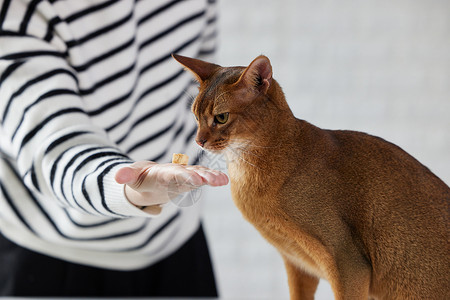 主人给猫咪喂冻干猫零食背景