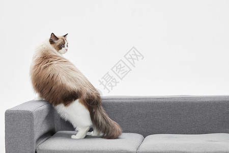 沙发上的布偶猫背景图片