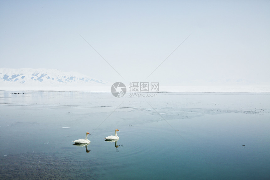 冬日新疆5A景区赛里木湖天鹅图片