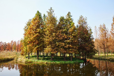水杉树公园秋景图片