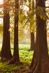 秋季公园里的水杉树图片