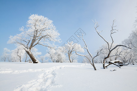 冬天雪地素材冬天雾凇唯美雪景风光背景