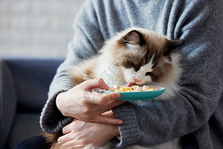 猫零食女主人喂猫咪吃冻干背景