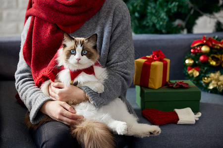 女人和猫猫咪和主人一起过圣诞背景