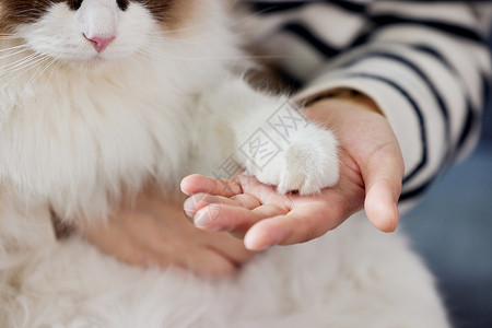 萌猫爪免费下载手心里的可爱猫爪特写背景