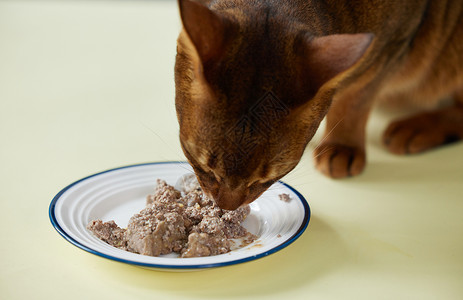 阿比西尼亚猫猫咪吃罐头背景