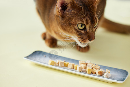 可爱猫咪吃冻干零食背景图片