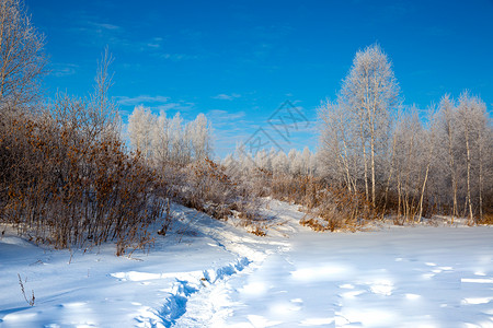 冬日挂满雪绒的森林高清图片