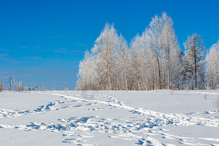 冬日挂满雪绒的森林高清图片