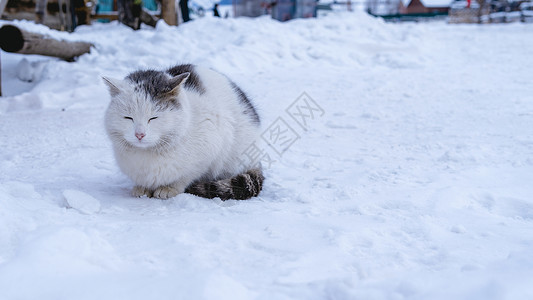 猫到冬天素材雪地上的猫背景