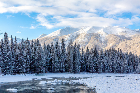 森林雪地冬日森林雪景背景