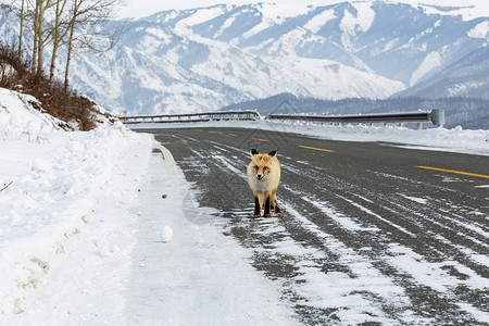 雪地上的狐狸高清图片