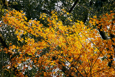 金秋枫树素材公园里的枫树秋景背景