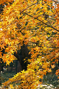 金秋枫树素材上海共青森林公园枫树秋景背景
