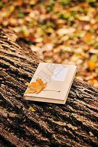 卡通秋季枯叶掉落在书本上的银杏叶背景