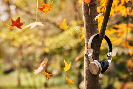 金秋枫叶挂在树上的耳机和飘落的落叶背景