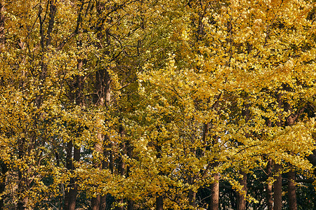 公园秋冬树木景色图片