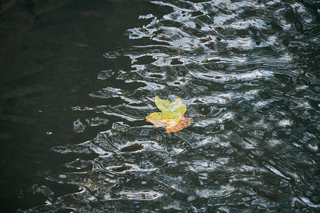 河里飘着的落叶图片
