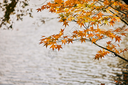 金秋枫树素材上海共青森林公园河水上的红枫叶背景