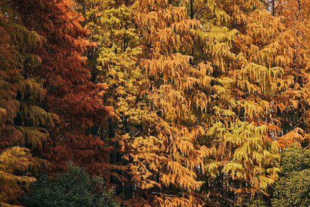 红衫树上海共青森林公园里的红杉树背景