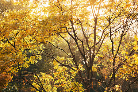 上海共青森林公园秋冬树木景色图片