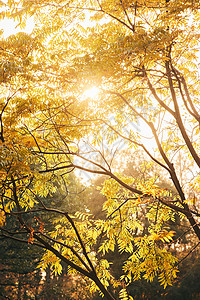 夕阳下的秋冬树木景色图片