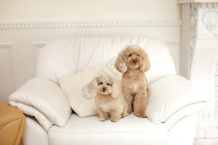 沙发上可爱的狗狗图片
