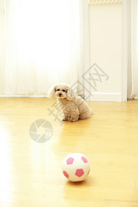 客厅里的玩具球与宠物狗图片