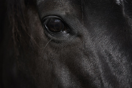马的眼睛图片