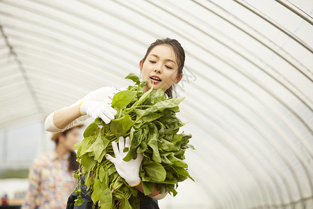 女孩在蔬菜大棚里抱着蔬菜图片