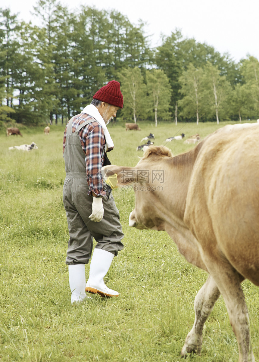牧场放牛的大叔图片