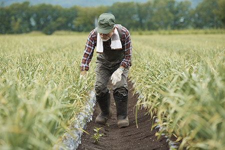 田间劳作的农夫图片