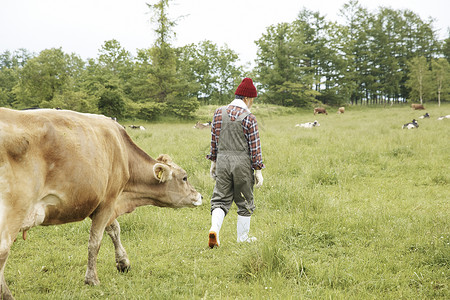 牧场放牛的牧民背景图片
