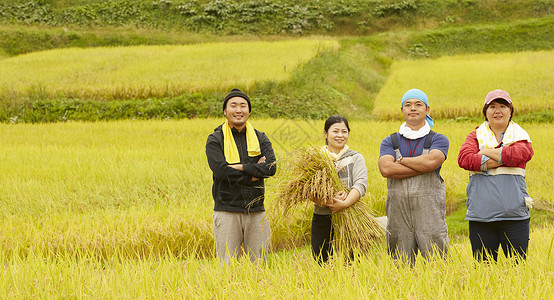 农民在田里收割小麦丰收高清图片素材
