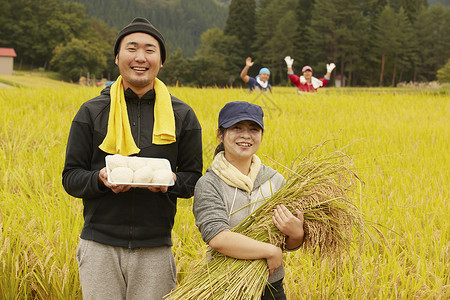 农民在田里收割小麦稻穗高清图片素材
