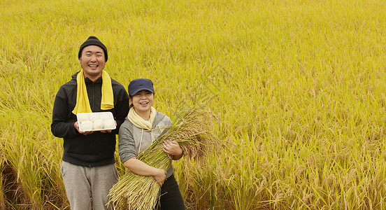 农民在田里收割小麦自给自足高清图片素材