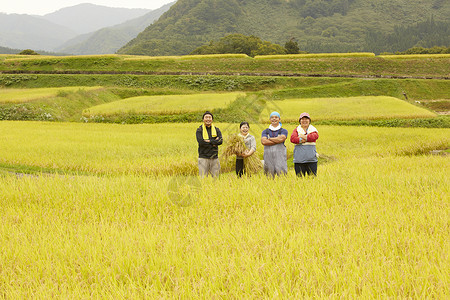 农民在田里收割小麦男性高清图片素材