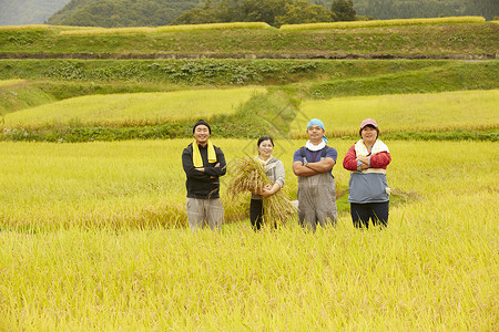 农民在田里收割小麦进餐高清图片素材