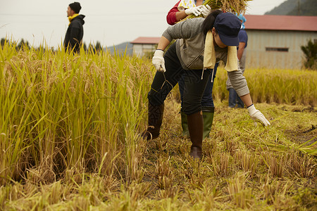 正在收稻子的农民图片